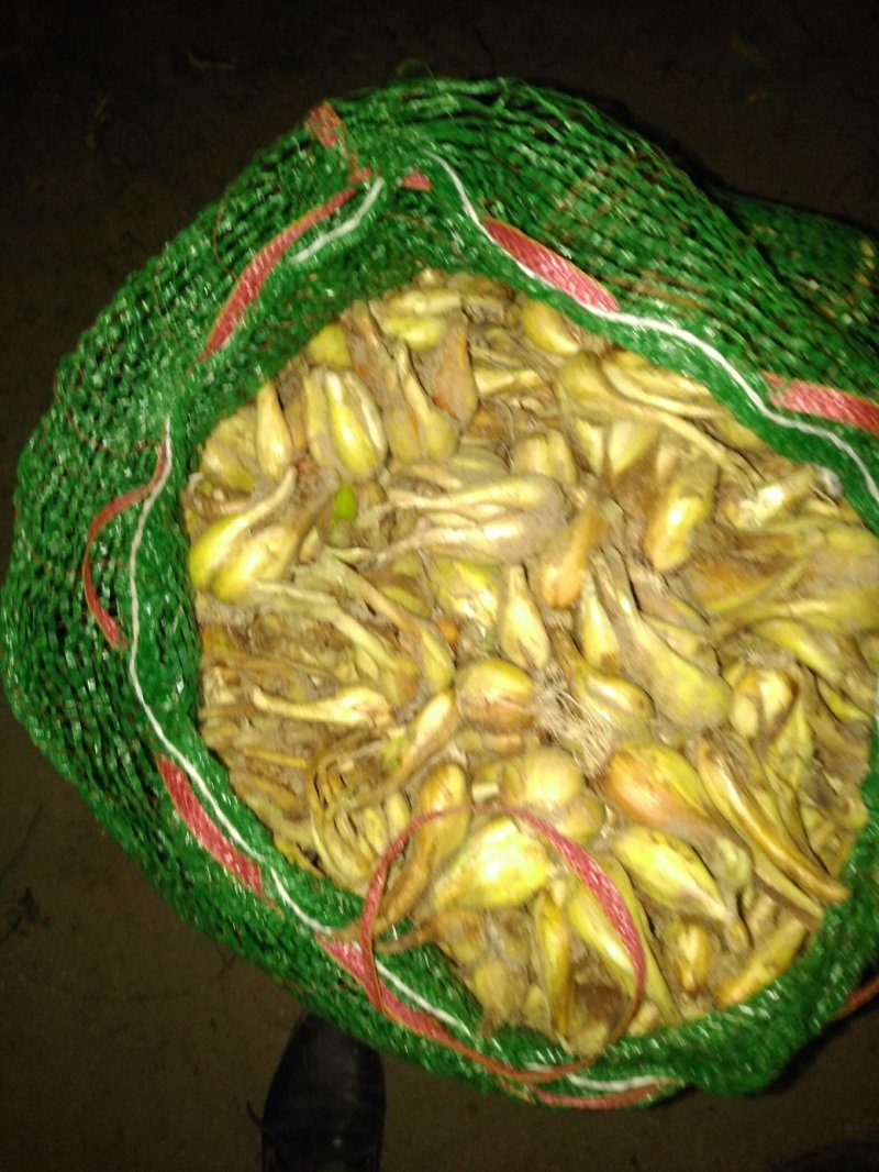 小香葱头，每年这个季节大量上市，