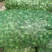 小香葱头，每年这个季节大量上市，