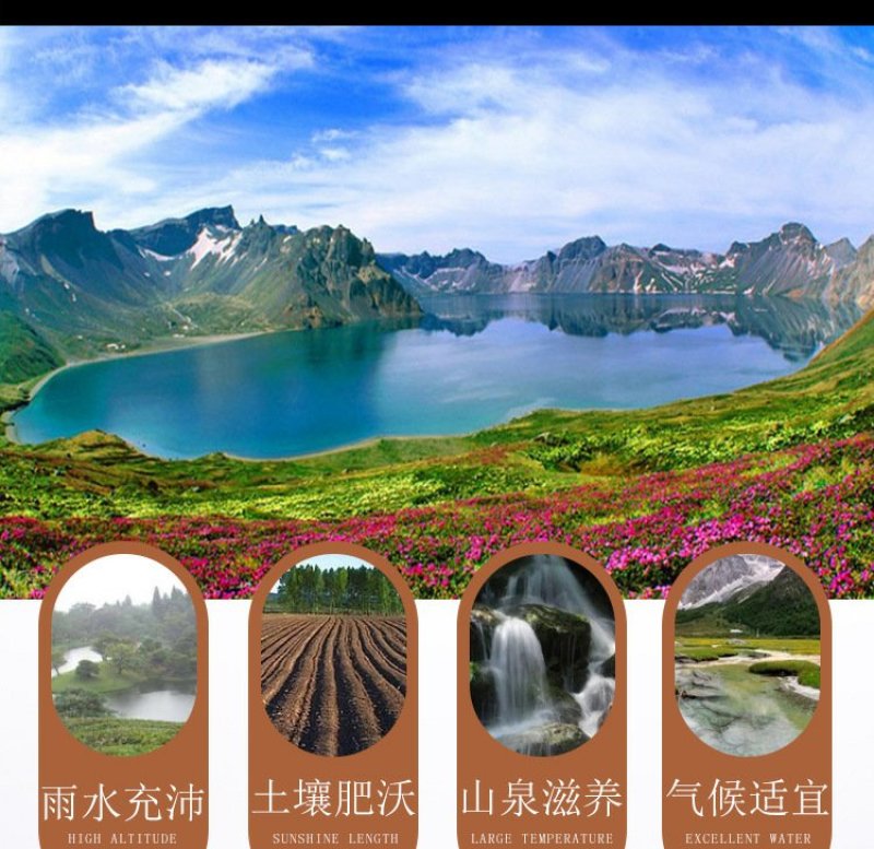 东北长白山特产蒲公英根茶片新茶售卖批发量大