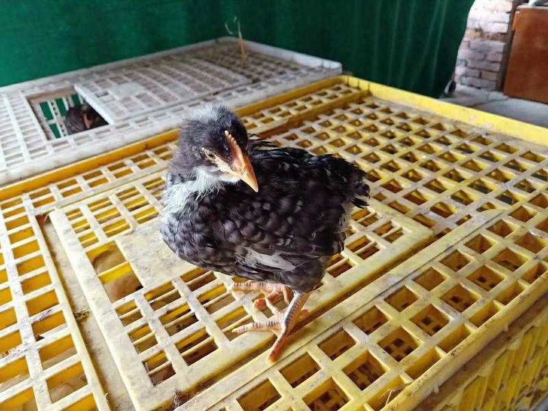 快大型脱温芦花鸡苗成年公鸡8到9斤运输包成活