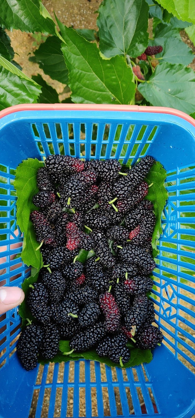 精品桑葚果。广东二号，无籽大十。每天现采摘现发货新鲜