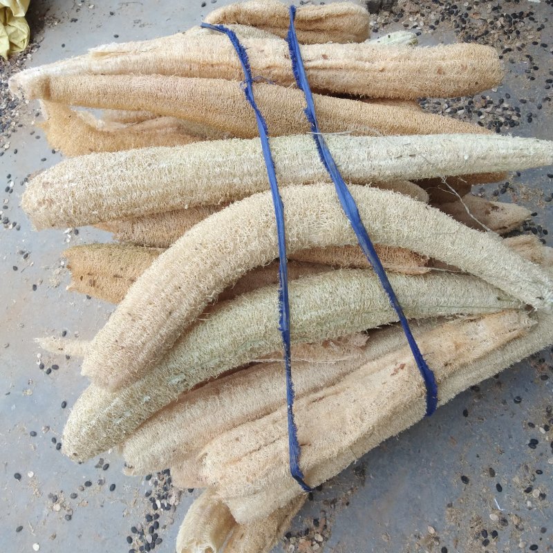 丝瓜络