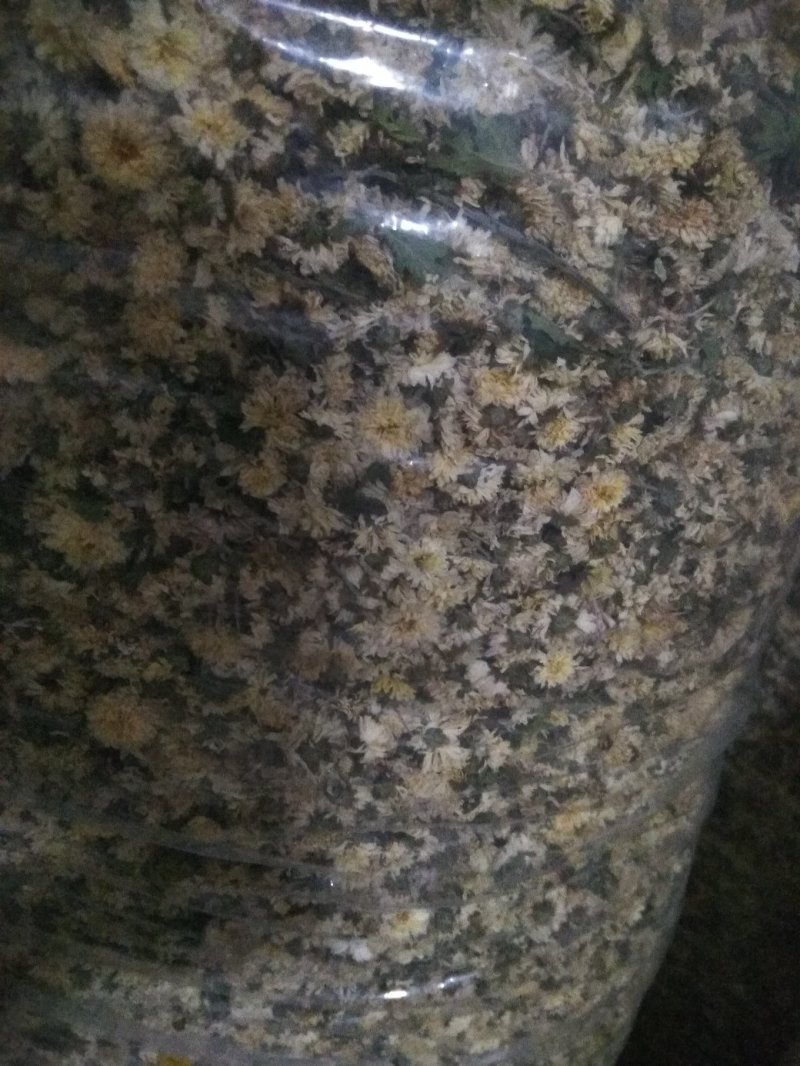 药用菊花