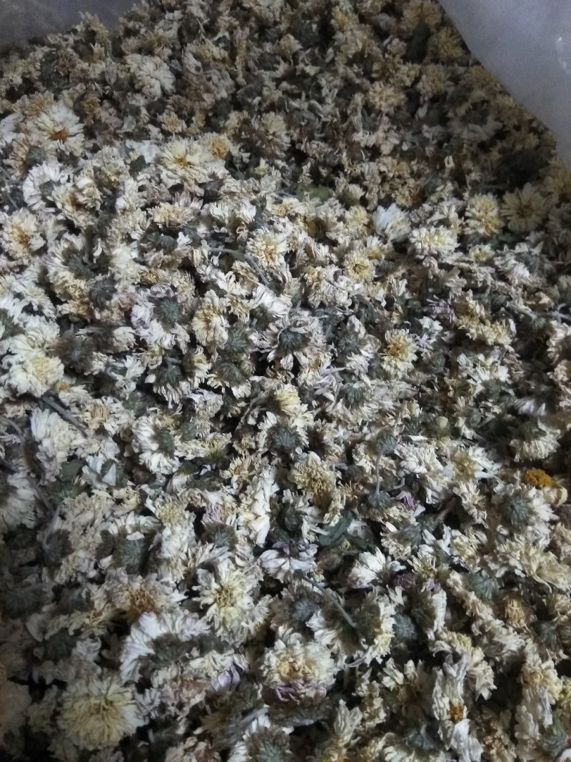 药用菊花