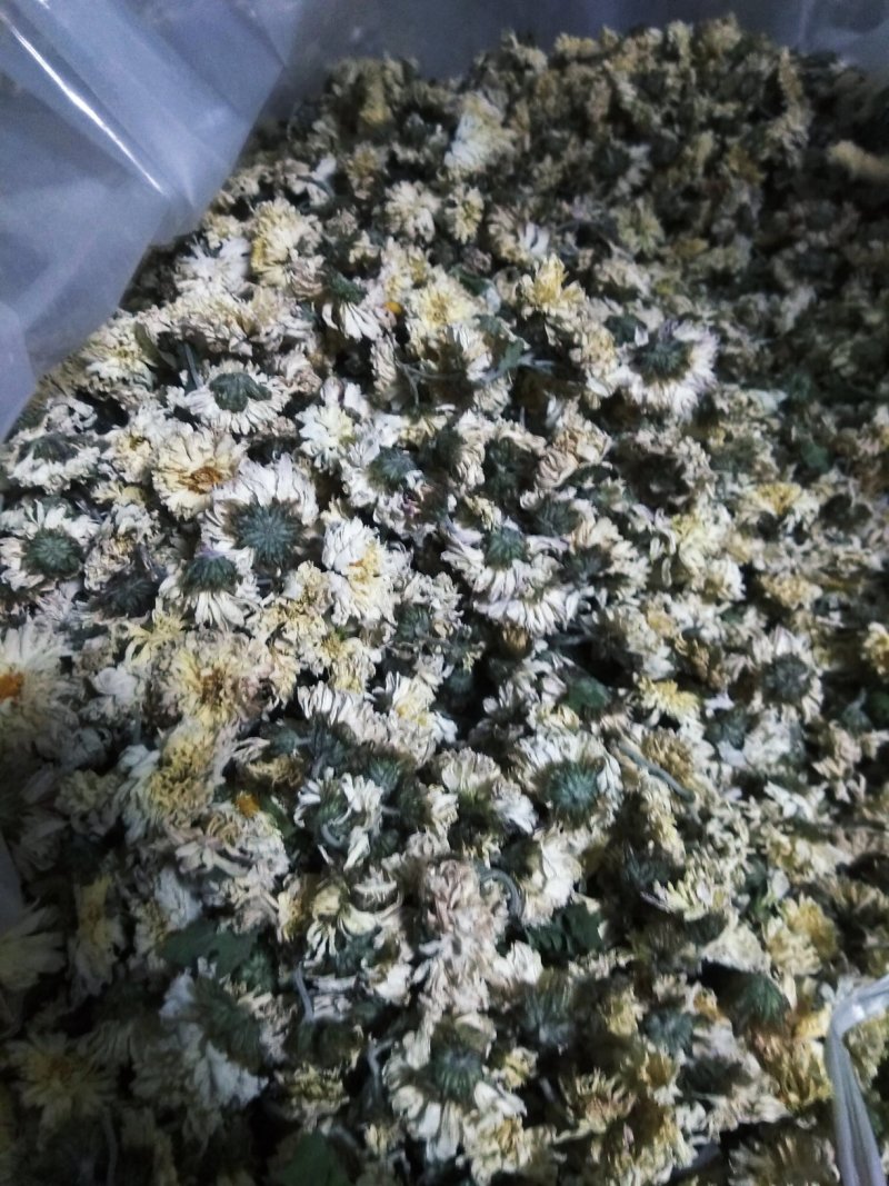 药用菊花