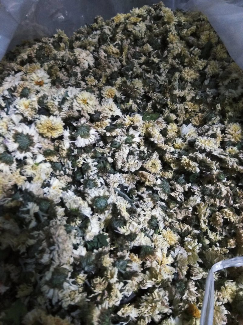 药用菊花
