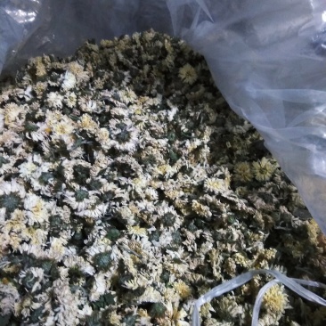 药用菊花