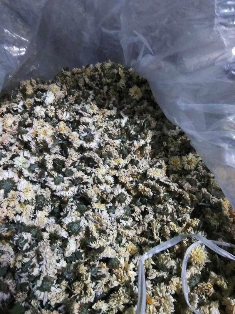药用菊花