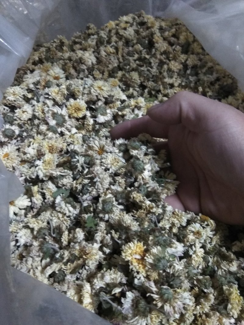 药用菊花