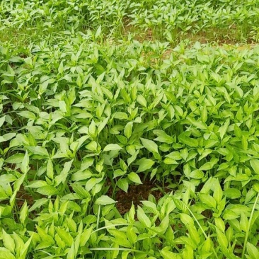 条椒，菜椒苗