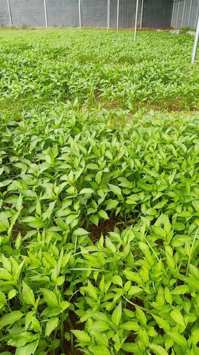 条椒，菜椒苗