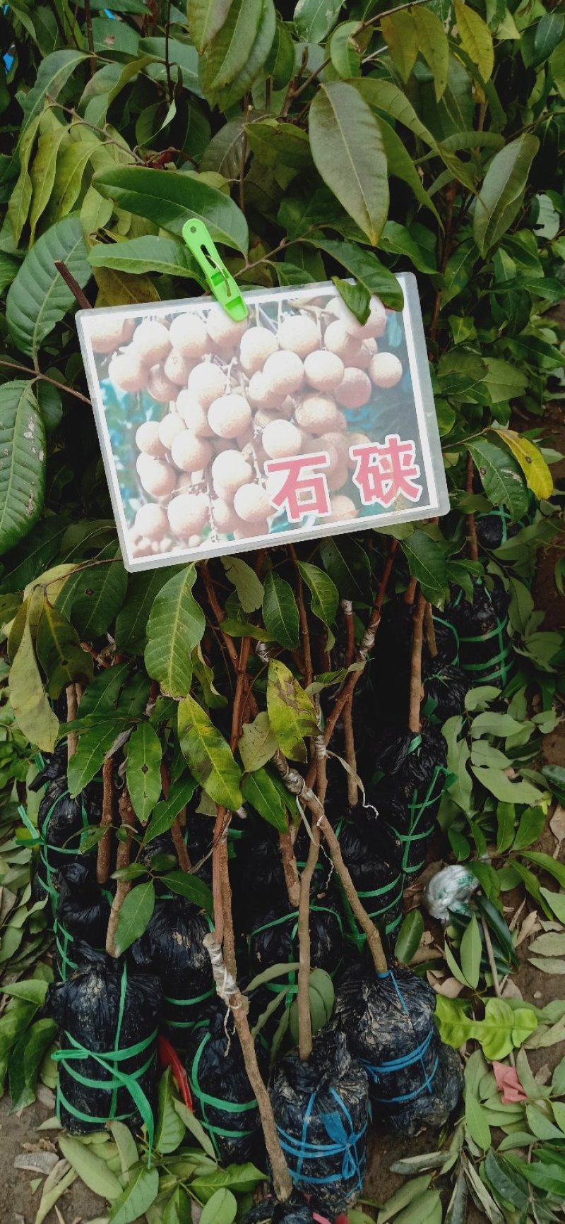 龙眼苗石硖储良