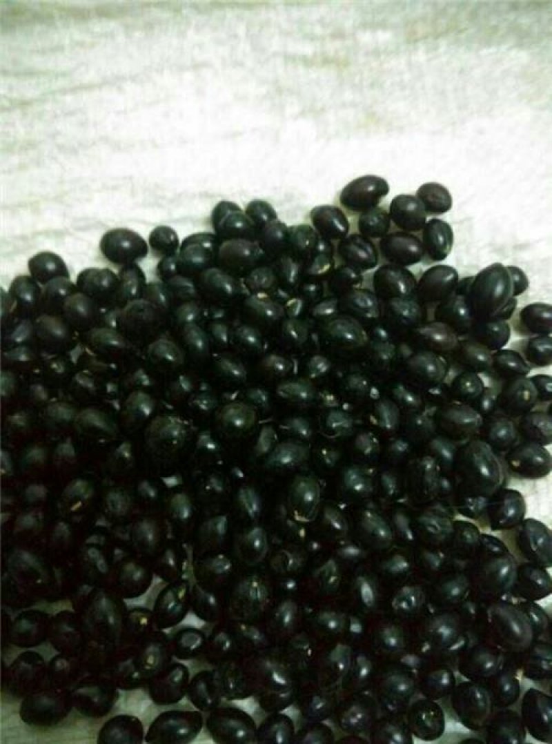 山豆根种子货到付款免费提供种植技术，基地直销