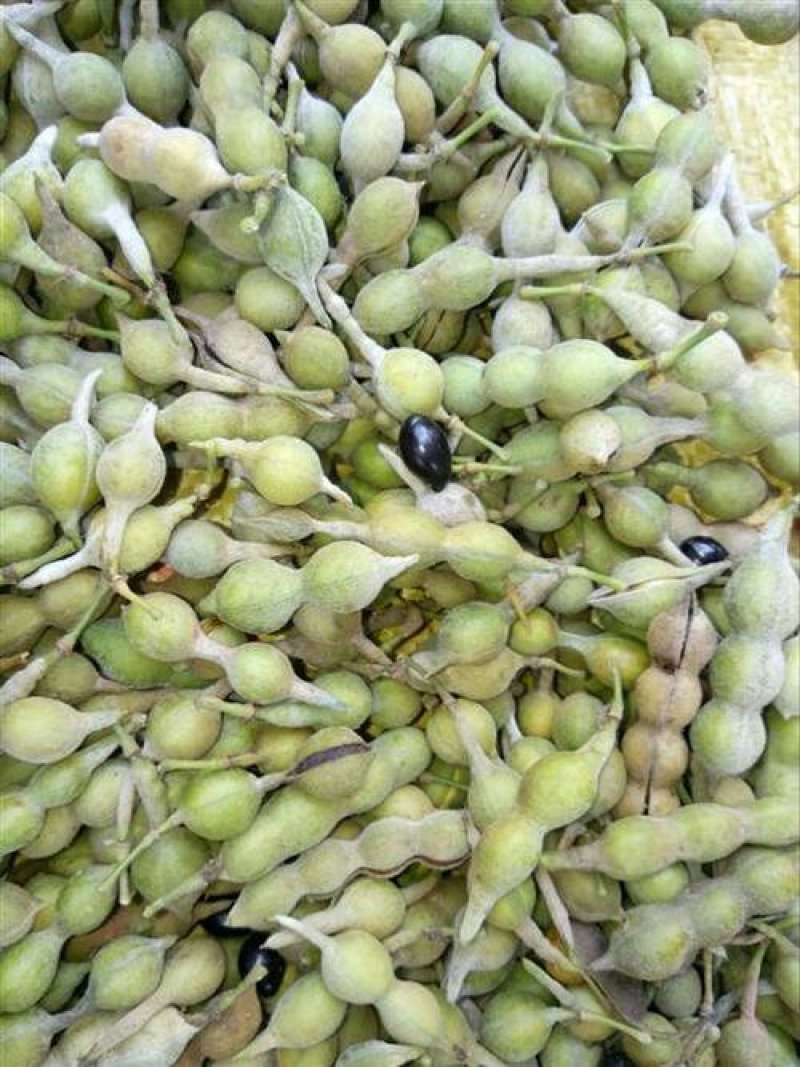 山豆根种子货到付款免费提供种植技术，基地直销