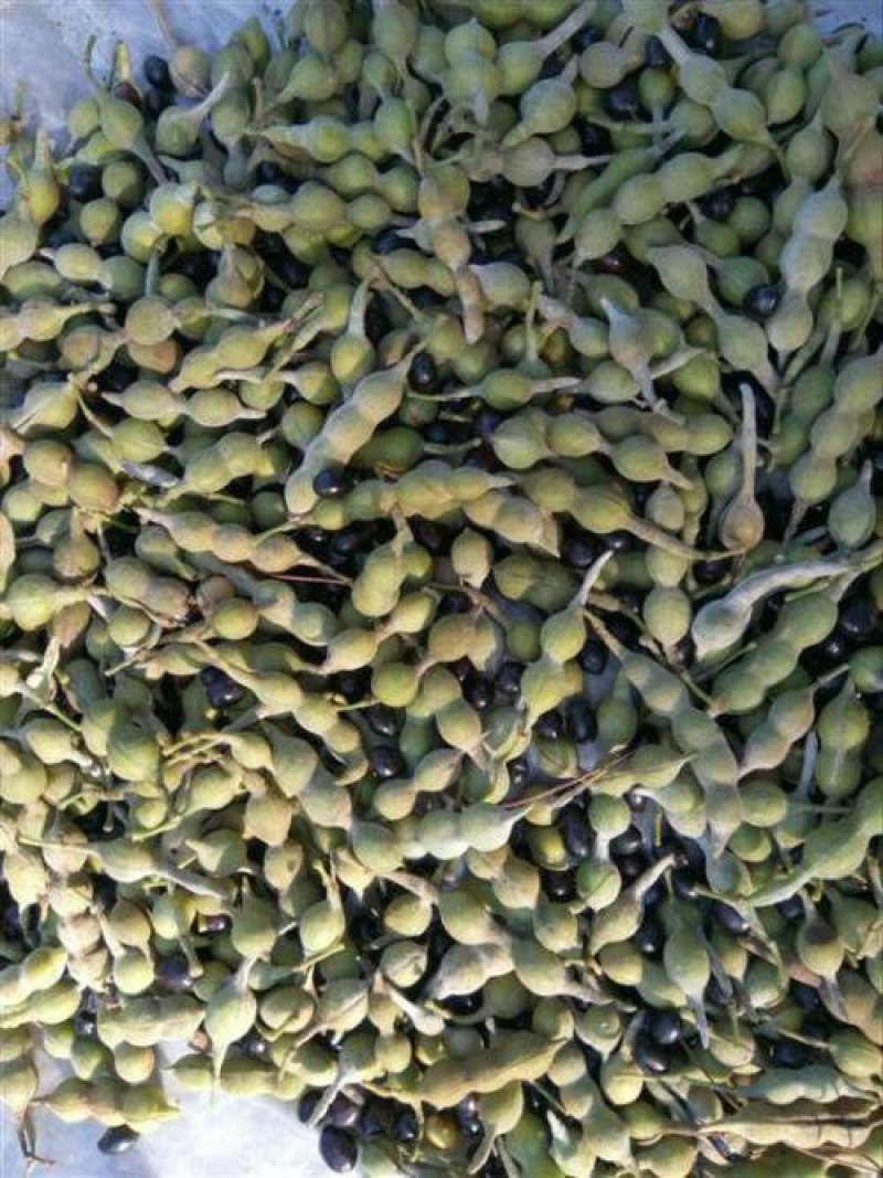 山豆根种子货到付款免费提供种植技术，基地直销