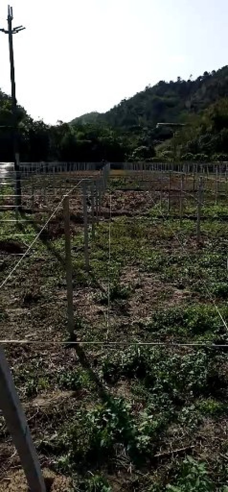 水泥立柱专业搭百香果架猕猴桃架葡萄避雨架