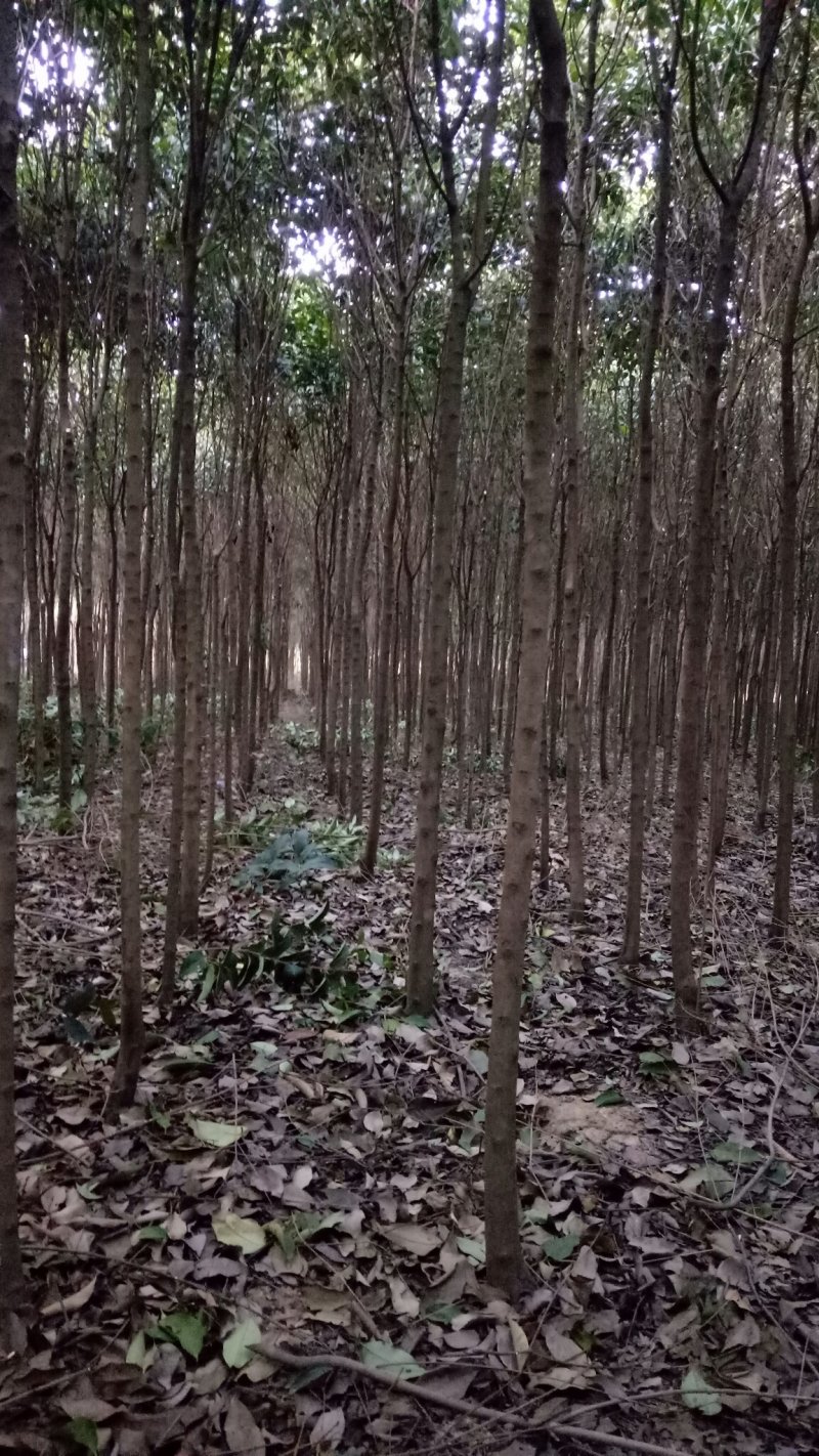 高杆女贞2--3--4公分产地直供货量大包技术