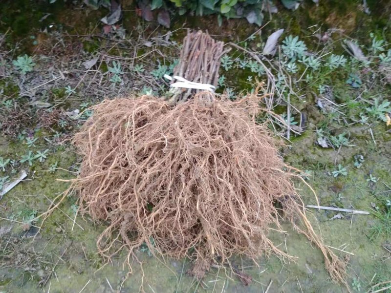 野生猕猴桃实生苗地径0.6起