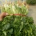 精品香菜