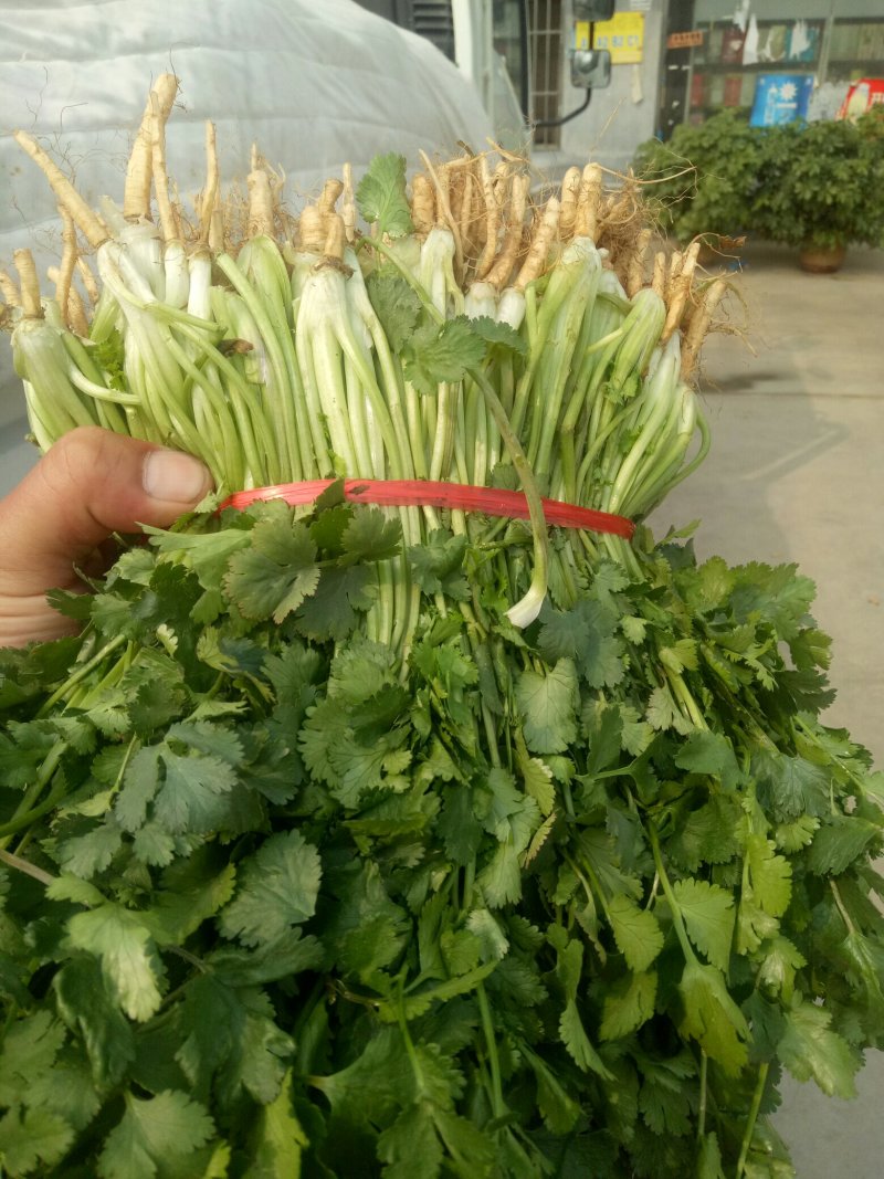 精品香菜