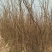 1--2公分的花椒苗清地处理