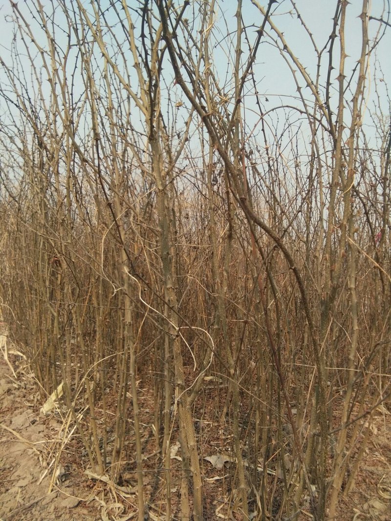 1--2公分的花椒苗清地处理