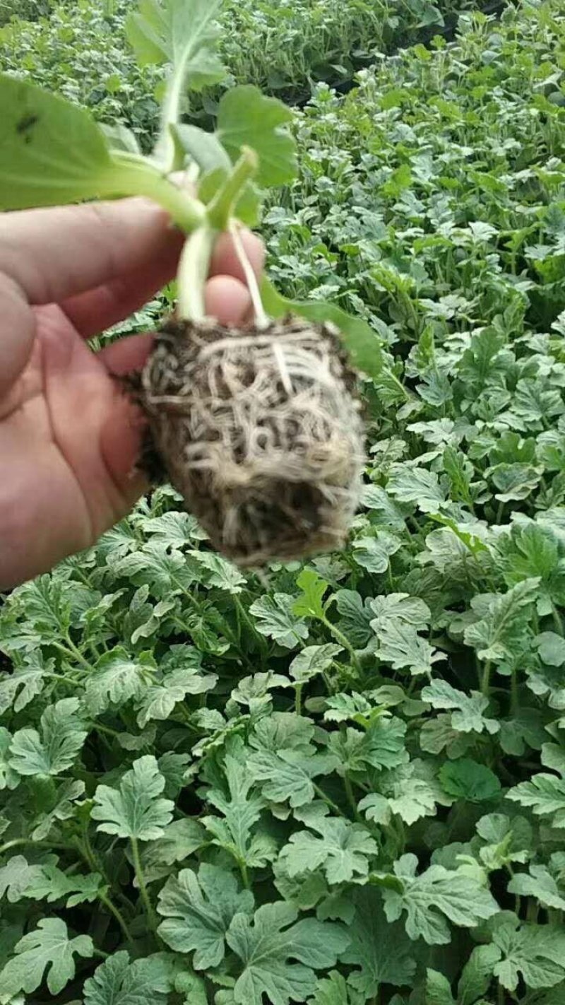 西瓜苗8424/美嘟，龙卷风苗