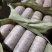 包邮木耳菌种椴木黑木耳菌种种木头上的