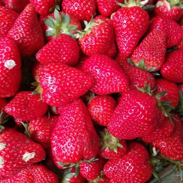 法兰蒂、甜查理草莓已大量上市，欢迎新老客商前来洽谈合作。