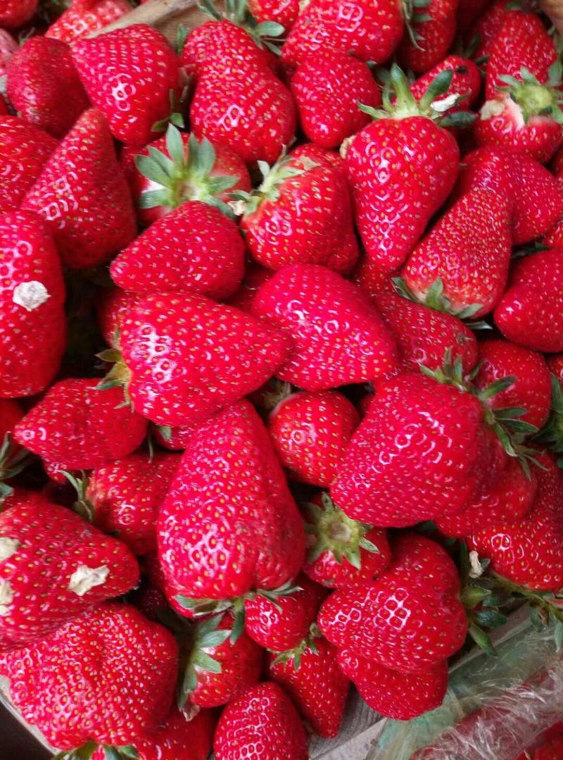 法兰蒂、甜查理草莓已大量上市，欢迎新老客商前来洽谈合作。