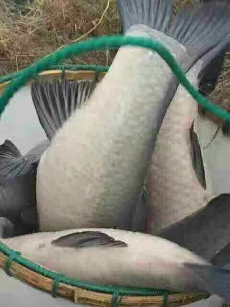 青鱼