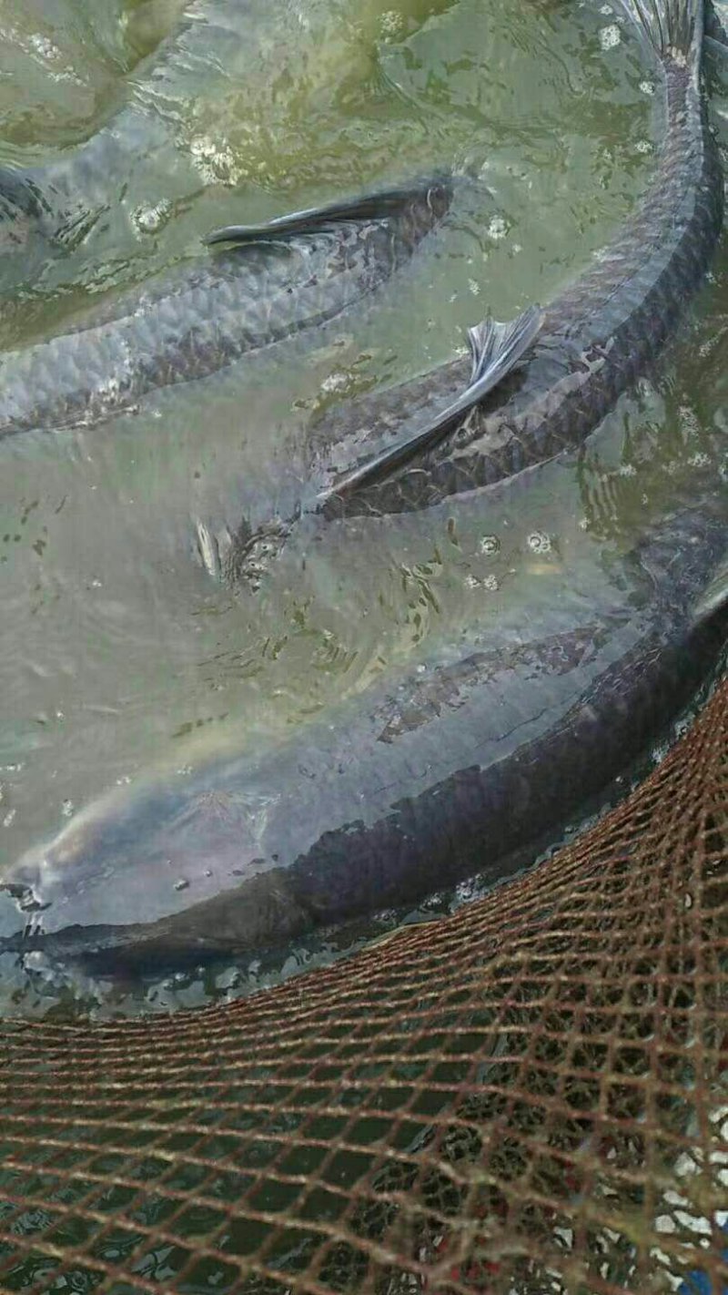 青鱼