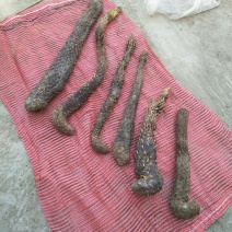 油苁蓉中药根茎类中药材（选装货)