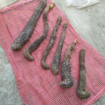 油苁蓉中药根茎类中药材（选装货)
