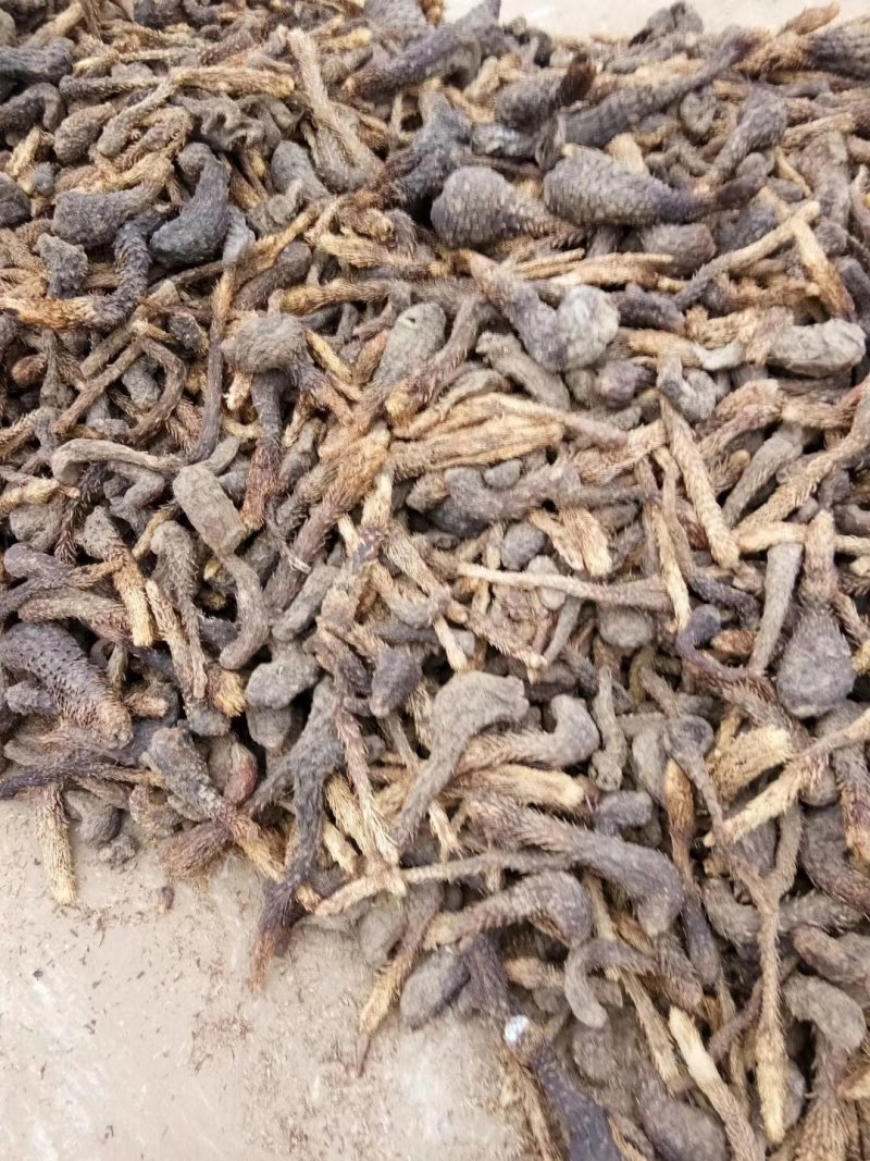 油苁蓉中药根茎类中药材（选装货)