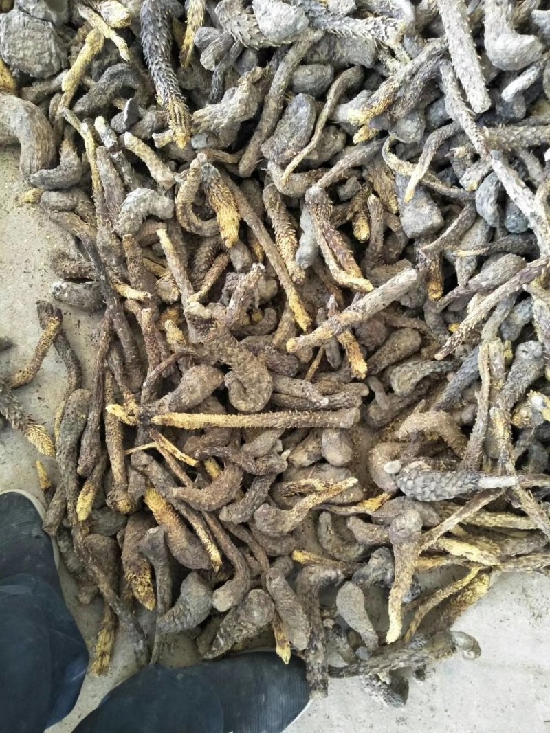 油苁蓉中药根茎类中药材（选装货)