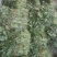 河南红薯苗新乡红薯苗高淀粉红薯苗济薯25