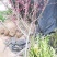 南吉红花树O.5至1.0公分规格