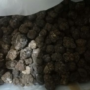 野生松露鲜品冻品干品批发零售