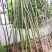 香樟：2至3公分规格