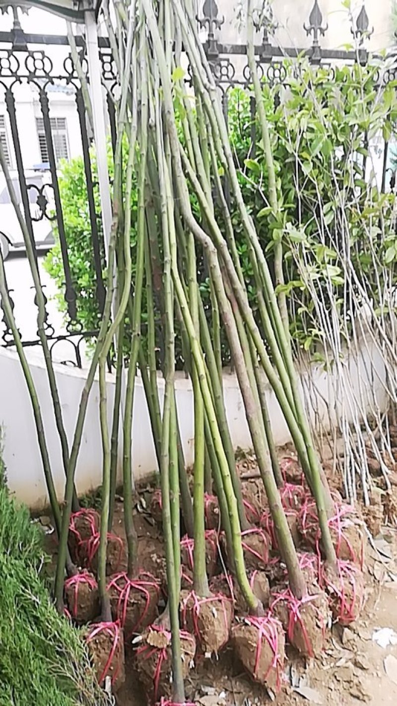 香樟：2至3公分规格