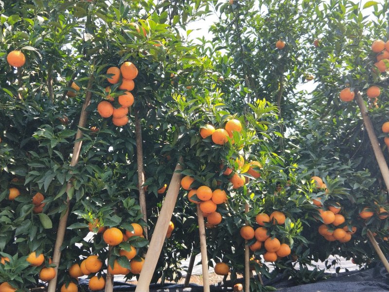 1000吨沃柑供应