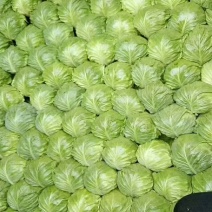 产地直供，各大商超，市场，个头均匀，色绿，宣