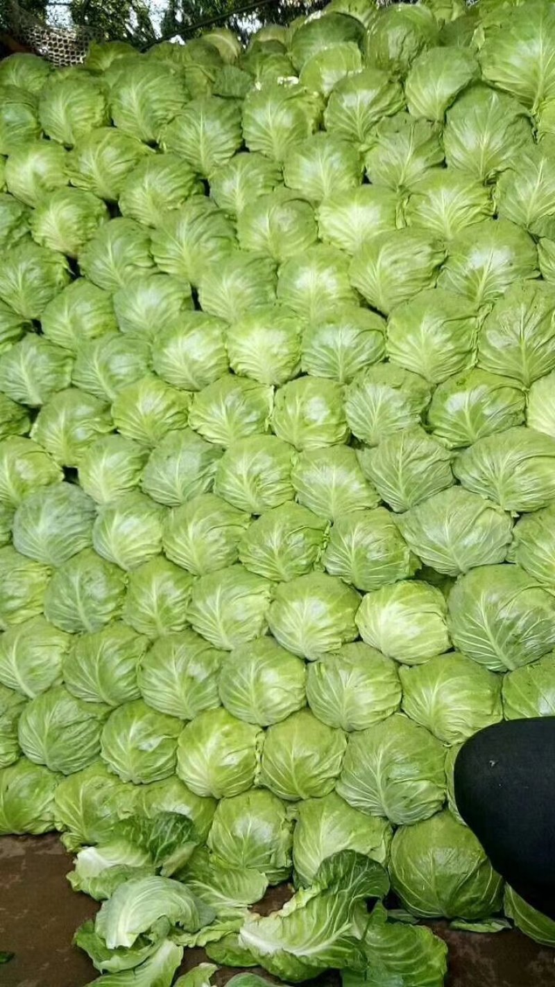 产地直供，各大商超，市场，个头均匀，色绿，宣