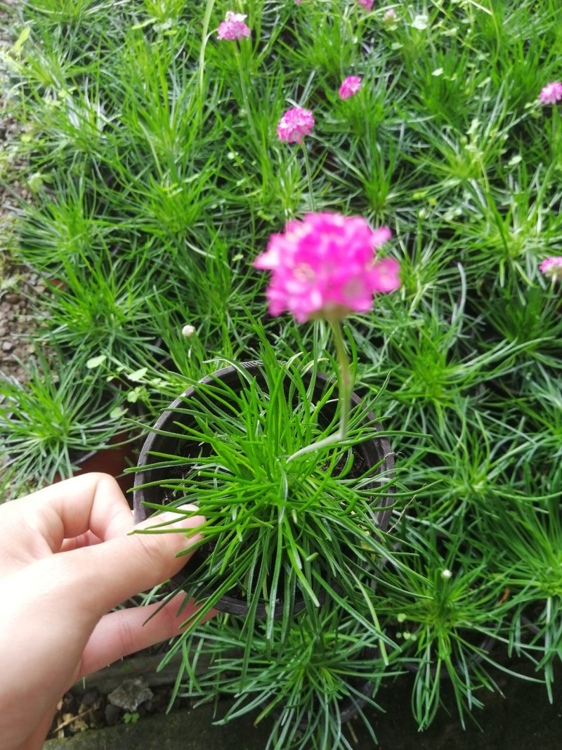 宿根花卉欧石竹开花的草坪