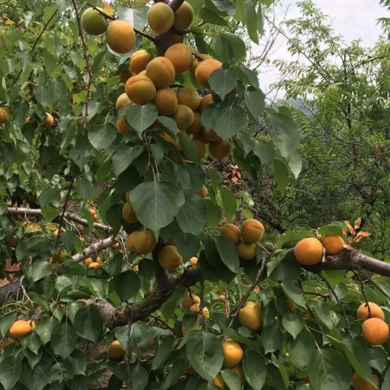 金太阳杏树苗