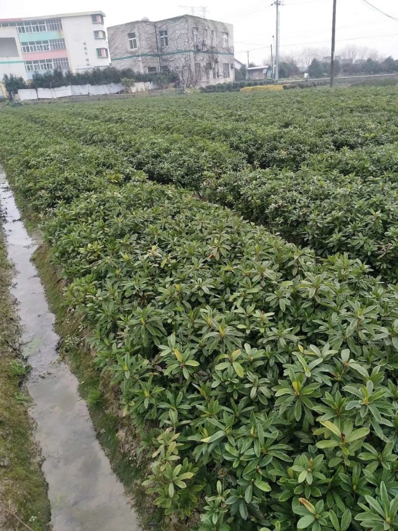 宁波小艾苗木批发诚信经营