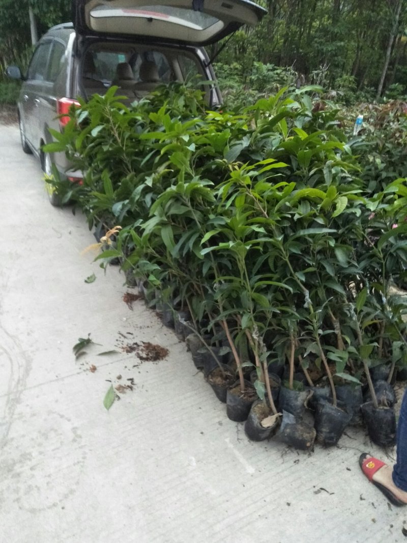 金煌芒果树苗自育自销(正宗嫁接15X18营养杯)常年可栽