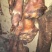 腊肉