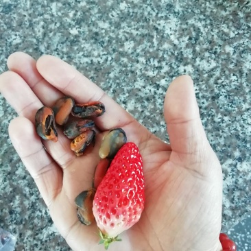 海虹干，海蛎肉